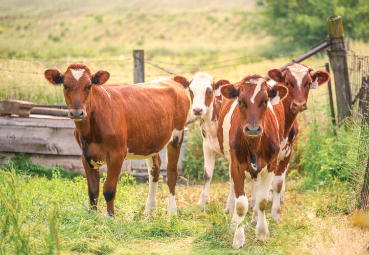 Keeping Your Herd Healthy